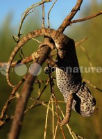 /album/camale%c3%a3o%20-%20ex%20libris%20da%20mata%20de%20vrsa%20e%20monte%20gordo/dsc-6280-copy-jpg/